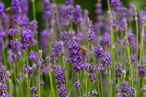 Lavender Field 4K Wallpaper · flowers · 3840×2565