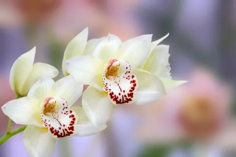 Wallpaper Anggrek 4K · flowers · 3840×2563