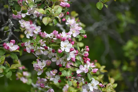 Hình nền Thiên nhiên 4K · nature · 3840×2560