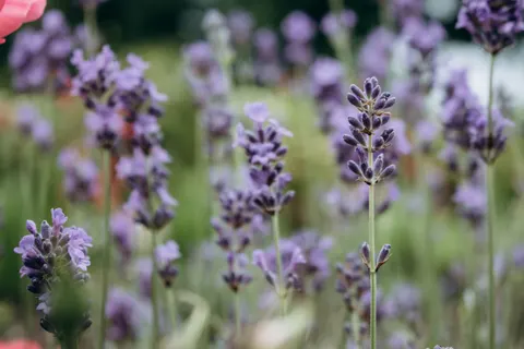 Обои Лавандовое поле 4K · flowers · 3840×2560