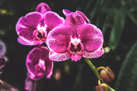 Tapeta Orchidea 4K · flowers · 3840×2560