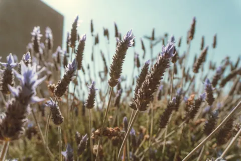 라벤더 밭 4K 배경화면 · flowers · 3840×2560