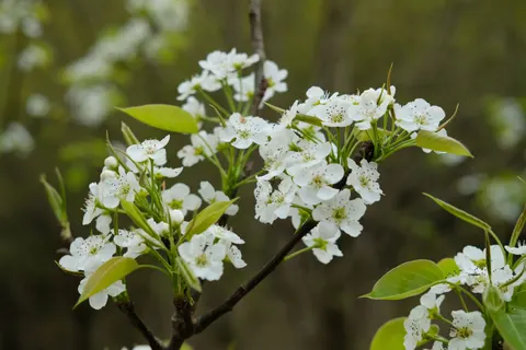 Fond d'écran Nature 4K · nature · 3840×2560