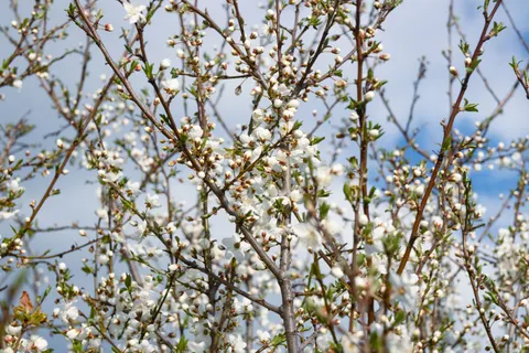 Spring Orchard 4K Wallpaper · nature · 3840×2560