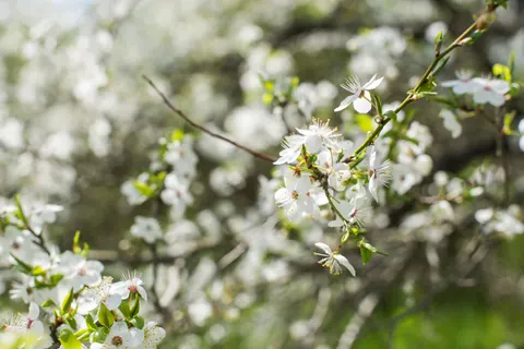 自然 4K壁紙 · nature · 3840×2563
