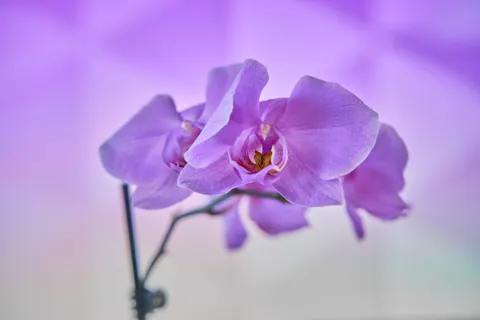 ऑर्किड 4K वॉलपेपर · flowers · 3840×2560