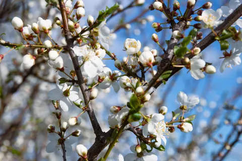 Spring Orchard 4K Wallpaper · nature · 3840×2560