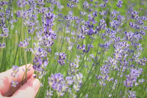 薰衣草田 4K壁纸 · flowers · 3840×2560