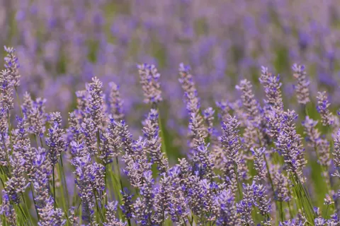 Fondo de pantalla Campo de lavanda 4K · flowers · 3840×2560
