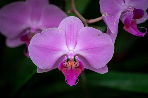 Tapeta Orchidea 4K · flowers · 3840×2563