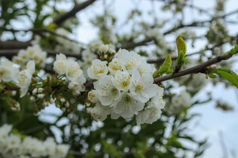 Wallpaper Alam 4K · nature · 3840×2560