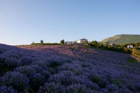 薰衣草田 4K壁纸 · flowers · 3840×2560