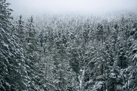 Fond d'écran Forêt enneigée 4K · winter · 3840×2560