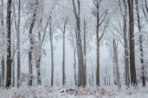 Papel de parede Floresta nevada 4K · winter · 3840×2560