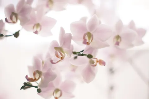 蘭花 4K桌布 · flowers · 3840×2560
