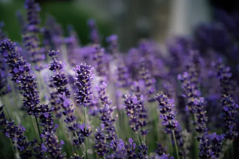 라벤더 밭 4K 배경화면 · flowers · 3840×2555