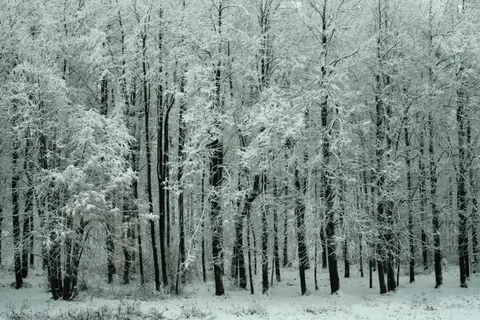 Snowy Forest 4K Wallpaper · winter · 3840×2560