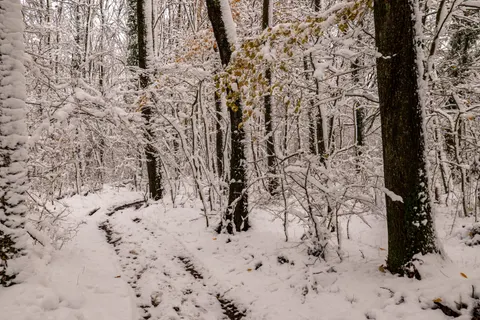 Snowy Forest 4K Wallpaper · winter · 3840×2560