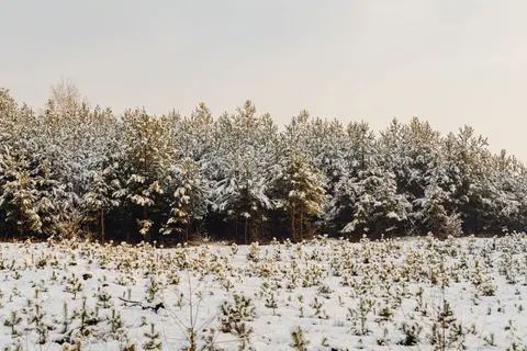 Snowy Forest 4K Wallpaper · winter · 3840×2560