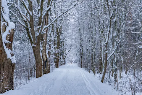 Sfondo Foresta innevata 4K · winter · 3840×2560