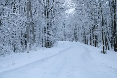 Snowy Forest 4K Wallpaper · winter · 3840×2560