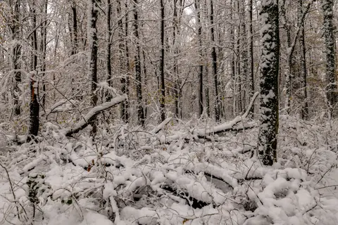 Sfondo Foresta innevata 4K · winter · 3840×2560