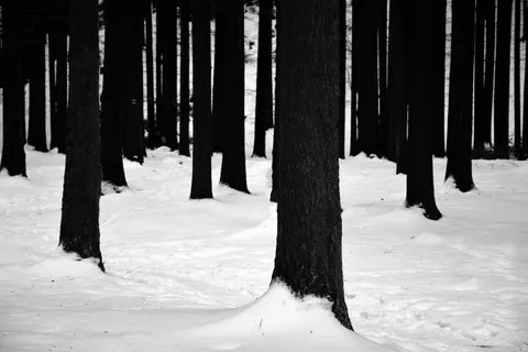 雪の森 4K壁紙 · winter · 3840×2560