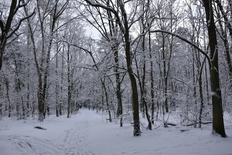 Karlı Orman 4K Duvar Kağıdı · winter · 3840×2560