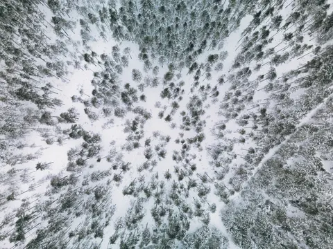 Snowy Forest 4K Wallpaper · winter · 3840×2880