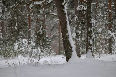 Hình nền Rừng Tuyết 4K · winter · 3840×2560