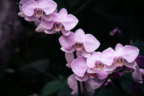 Tapeta Orchidea 4K · flowers · 3840×2560