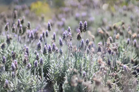 Papel de parede Campo de lavanda 4K · flowers · 3840×2560
