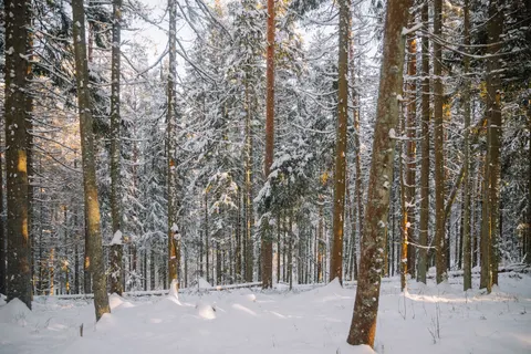 Karlı Orman 4K Duvar Kağıdı · winter · 3840×2560