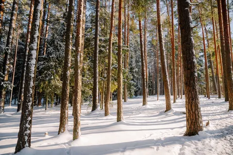 Hình nền Rừng Tuyết 4K · winter · 3840×2560