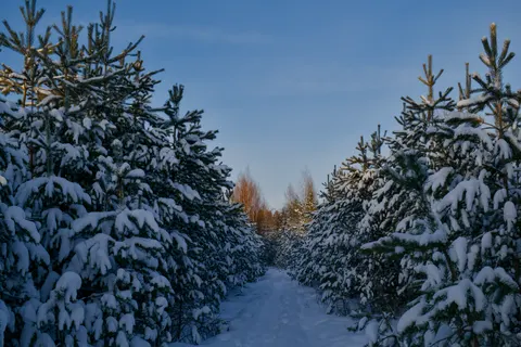 Snowy Forest 4K Wallpaper · winter · 3840×2560