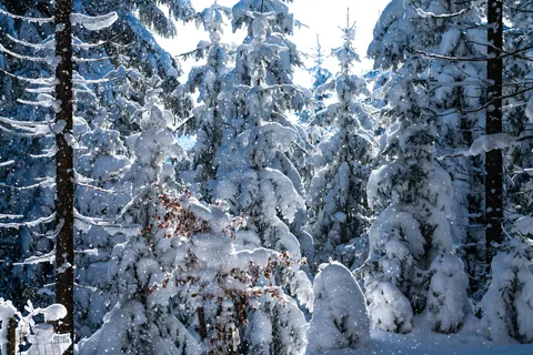 Snowy Forest 4K Wallpaper · winter · 3840×2561