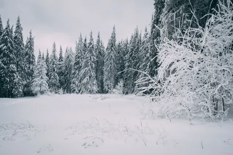 बर्फीला जंगल 4K वॉलपेपर · winter · 3840×2560
