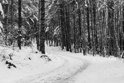 والپیپر جنگل برفی با کیفیت 4K · winter · 3840×2560