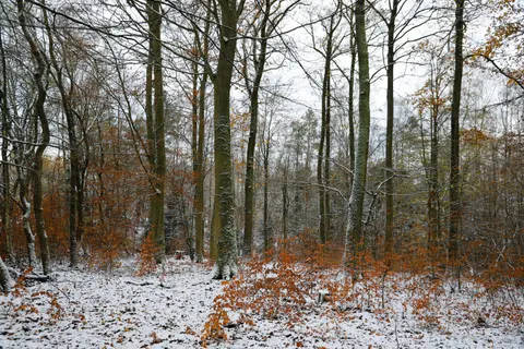 والپیپر جنگل برفی با کیفیت 4K · winter · 3840×2560