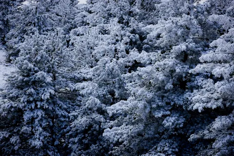 雪の森 4K壁紙 · winter · 3840×2561