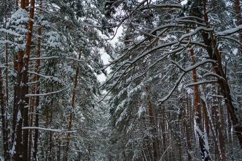 Snowy Forest 4K Wallpaper · winter · 3840×2560