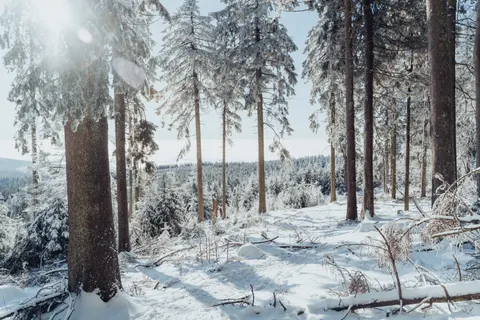 Snowy Forest 4K Wallpaper · winter · 3840×2560