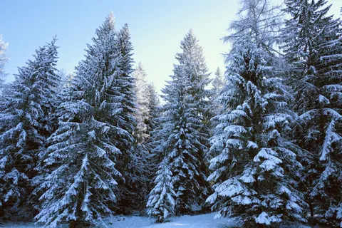 Snowy Forest 4K Wallpaper · winter · 3840×2560