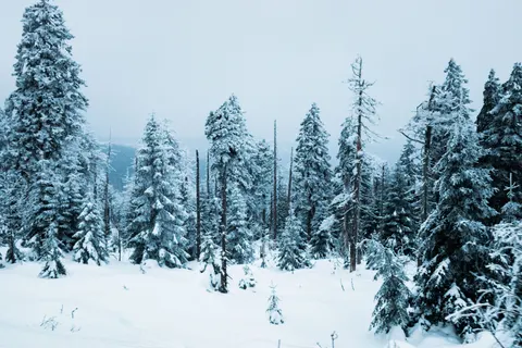 雪の森 4K壁紙 · winter · 3840×2560