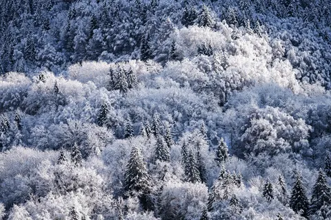 Snowy Forest 4K Wallpaper · winter · 3840×2560