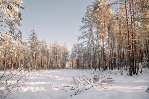 Besneeuwd bos 4K-achtergrond · winter · 3840×2560