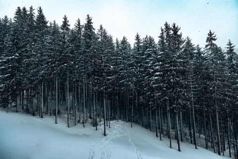 Snowy Forest 4K Wallpaper · winter · 3840×2560