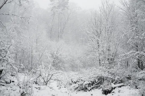 والپیپر جنگل برفی با کیفیت 4K · winter · 3840×2560