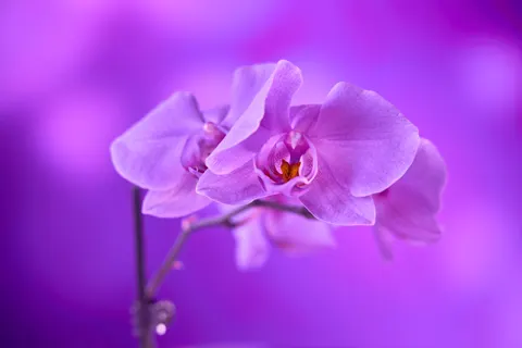 Tapeta Orchidea 4K · flowers · 3840×2560