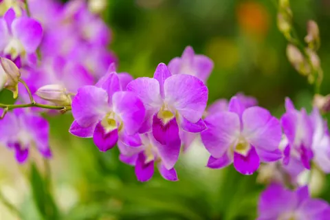 ऑर्किड 4K वॉलपेपर · flowers · 3840×2560